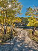 USA, Colorado, Quray. Last Dollar Road with sun peaking through Aspen tree