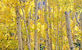 USA, Colorado, Quray. Autumn Aspen stand with bright color