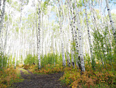 USA, Colorado, Aspen. Nebenstraße und Espen