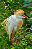 USA, Florida, Anastasia-Insel. Kuhreiher im Brutgefieder.