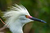 USA, Florida, Anastasia Island. Close-up of snowy egret head in breeding plumage.
