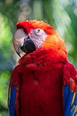 USA, Florida, St. Augustine. Parrott with very colorful feathers.