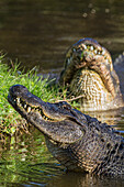 Amerikanische Alligatoren erheben sich aus dem Wasser, um ihre Brut zu zeigen.
