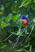 A male painted bunting perched.