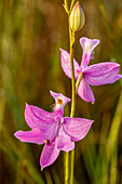 Eine grasrosa Orchidee in Südflorida.