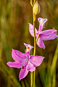 A grass pink orchid in south Florida.