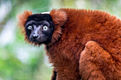 Ein vom Aussterben bedrohter Roter Krauskopflemur aus Madagaskar.
