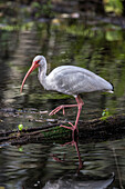 Ein weißer Ibis auf Nahrungssuche in einem Sumpf in Südflorida.