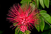 A mimosa tree bloom.