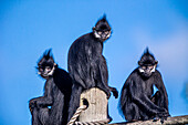 Der Francois-Langur stammt aus Laos.