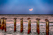 Braune Pelikane rasten während einer Mondfinsternis auf Pfählen am Strand von Naples.