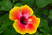 USA, Georgia, Savannah. Hibiscus in bloom.