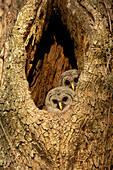 USA, Georgia, Savannah. Barred owl with baby in nest of oak tree.