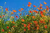 USA, Idaho, Genesee. Red Orange poppies.