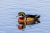 Stockente, männlich, in einem Feuchtgebiet, Marion County, Illinois.