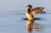 Stockente, männlich, im Feuchtgebiet, mit den Flügeln schlagend, Marion County, Illinois.