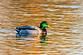 Männliche Stockente in einem Feuchtgebiet, Clinton County, Illinois.