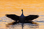 Canada Goose flapping wings in wetland at sunrise, Marion County, Illinois.