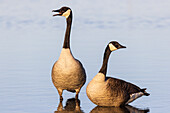 Canada Geese in wetland, Marion County, Illinois.