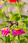 Junger Rubinkehlkolibri beim Fressen von Zinnien. Marion County, Illinois.