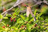 Cedar Waxwing eating Serviceberries, Marion County, Illinois.
