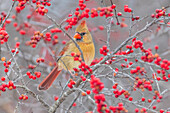 Nördlicher Kardinal, weiblich, im Winterbeerenstrauch, Marion County, Illinois.