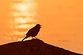 Red-winged Blackbird-Männchen singt bei Sonnenaufgang auf einem Baumstamm in einem Feuchtgebiet, Marion County, Illinois.