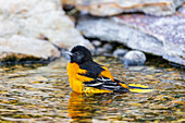 Baltimore Oriole male bathing, Marion County, Illinois.