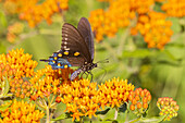 Rohrkolbenschwalbenschwanz auf Schmetterlingsflieder. Stephen A. Forbes State Park, Marion County, Illinois. (Nur für redaktionelle Zwecke)