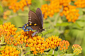 Pipevine Swallowtail on Butterfly Milkweed. Stephen A. Forbes State Park, Marion County, Illinois. (Editorial Use Only)