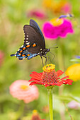 Pipevine Swallowtail male on zinnia in flower garden, Marion County, Illinois. (Editorial Use Only)