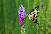 Giant Swallowtail on Prairie blazing star, Rock Cave Nature Preserve, Effingham County, Illinois. (Editorial Use Only)