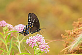 Spicebush Swallowtail on Swamp Milkweed, Marion County, Illinois. (Editorial Use Only)