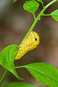 Spicebush Swallowtail-Raupe auf Spicebush, Marion County, Illinois. (Nur für redaktionelle Zwecke)