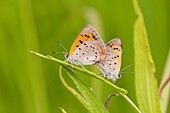 American Coppers bei der Paarung in der Prärie. Lawrence County, Illinois. (Nur für redaktionelle Zwecke)