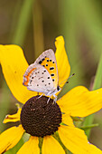 American Copper on Black-eyed Susan. Lawrence County, Illinois.