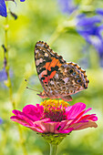 Painted Lady on zinnia, Marion County, Illinois. (Editorial Use Only)