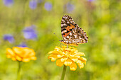 Painted Lady on zinnia, Marion County, Illinois.