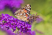 Bunte Dame auf Schmetterlingsstrauch, Marion County, Illinois. (Nur für redaktionelle Zwecke)