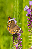 Gewöhnlicher Bockshornklee auf Prärieblitzer, Effingham County, Illinois