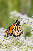 Monarch auf Gemeinem Knabenkraut, Marion County, Illinois.