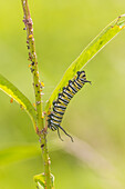 Monarch caterpillar feeding on Swamp Milkweed, Marion County, Illinois.