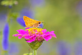 Fiery Skipper on Zinnia, Marion County, Illinois. (Editorial Use Only)