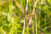 Spangled Skimmer female, Marion County, Illinois.