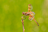 Painted Skimmer, Marion County, Illinois.