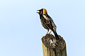 Bobolink, Kentucky