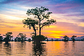 USA, Louisiana, Atchafalaya-Becken, Atchafalaya-Sumpf. Zypressen reflektieren bei Sonnenaufgang.