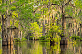 USA, Louisiana, Atchafalaya-Becken, Atchafalaya-Sumpf. Zypressen spiegeln sich im Sumpf.