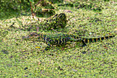 USA, Louisiana, Evangeline Parish. Alligatorbaby, bedeckt mit Wasserlinsen.