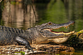 USA, Louisiana, Martinsee. Nahaufnahme eines Alligators, der sich abkühlt.